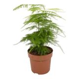 Serada Decor & Plant Tül Kuşkonmaz Çiçeği Saksılı İç Mekan Bitkisi, 15-30cm