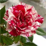Serada Decor Plant Tüplü Gül Fidanı ( Bordo Beyaz Renk ) Sarmaşık Kokulu
