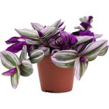 Serada Decor Plant Tüplü, Kokulu Ful Yasemin Çiçeği Fidanı 60-80 Cm