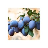Serada Decor & Plant Tüplü Mürdüm Eriği, Aşılı Meyve Fidanı
