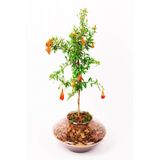 Serada Decor Plant Tüplü Ufak Meyveli Cüce Boylu Süs Nar Fidanı