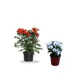 serada decor & plant Turuncu Acem Borusu + Beyaz Bodrum Papatyası 2'li Set, 30-60cm ve 15-30cm