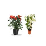 Serada Decor & Plant Turuncu Acem Borusu Çiçeği + Beyaz Begonvil Çiçeği Saksılı Bahçe Bitkisi, 2'li Set