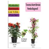 serada decor & plant Turuncu Acem Borusu, Pembe Begonvil, Itır Hediyeli, Çok Renkli, 3'lü Set
