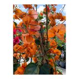 Serada Decor & Plant Turuncu Begonvil, 70-90 cm, 1 Adet Saksılı Bahçe Bitkisi