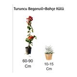 serada decor & plant Turuncu Begonvil + Bahçe Külü 2'li Set, Dış Mekan Bitkisi, Çok Renkli