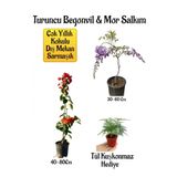 Serada Decor & Plant Turuncu Begonvil Çiçeği, Mor Salkım Ağacı Fidanı, Tül Kuşkonmaz Hediyeli Bahçe Peyzaj Seti