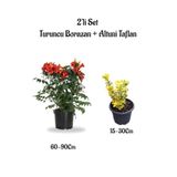 serada decor & plant Turuncu Borazan Çiçeği + Altuni Taflan Bitkisi 2'li Set, 60-90cm ve 15-30cm