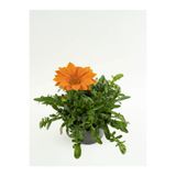 serada decor & plant Turuncu Gazanya Çiçeği, Saksılı, 15-25cm, Çiçekli Bodur Bitki