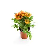 serada decor & plant Turuncu-Sarı Gazanya Çiçeği, Saksılı, 15-25 cm