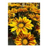 serada decor & plant Turuncu-Sarı Gazanya Çiçeği, Saksılı, 15-25cm, Çiçekli Bodur Bitki