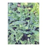 Serada Decor & Plant Uzayan Aşk Merdiveni Bitkisi, Panjur Çiçeği, Dış Mekan Bitkisi, Çok Renkli
