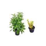 Serada Decor & Plant Viburnum Kartopu Çiçeği Fidanı + Altuni Taflan 2'li Bahçe Seti, Çok Renkli