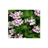 serada decor plant Videolu 1 Adet Mis Kokulu Gül Damlası Itır Çiçeği 15-35 Cm Saksılı Çiçekli Bodur Bitki (LAVANDULA)