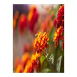 Serada Decor Plant Videolu 1 Adet Sarılı Turunculu Ağaç Minesi Çiçeği 15-30 cm Tüplü Çiçekli Bodur Bitkiler Calathea