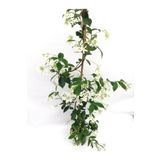 Serada Decor Plant Videolu Arap Yasemini Beyaz Kokulu (80 150 Cm) 1 Adet Saksılı Dış Mekan Bitkisi White Jasmine