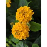 Serada Decor Plant Videolu Çalı Minesi Çiçeği (15 30 Cm) 1 Adet Saksılı Dekoratif Canlı Bitki Lantana