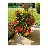 Serada Decor Plant Videolu Çalı Minesi Lantana Çiçeği (20 50 Cm)1 Adet Saksılı Çiçekli Bodur Bitki Lantana Camara L.