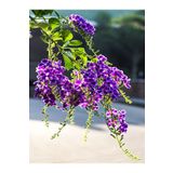 serada decor & plant Videolu Duranta Çalısı Ağaç Menekşesi Fidanı (35 40 CM)1 Adet Saksılı/tüplü Duranta Erecta