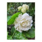 Serada Decor Plant Videolu Hoş Kokulu 1 Adet Katmerli Ful Yasemin 20-35CM Tüplü Çiçekli Bodur Bitkiler Jasminie