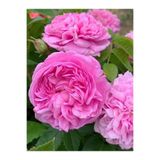 Serada Decor Plant Videolu Isparta Gülü Yoğun Kokulu Pembe Renkli Reçellik (30 60 Cm)1 Adet Tüplü Aşılı Gül Pink Rose
