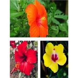 Serada Decor Plant Videolu Japon Gülü Çiçeği Fidanı 3'lü Sarı Kırmızı Turuncu 40-60 cm Saksılı Çiçekli Bodur Hibiscus