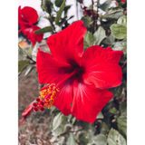Serada Decor Plant Videolu Kırmızı Japon Gülü (30 50 Cm)1 Adet Saksılı Çiçekli Bodur Bitki Hibiscus Rosa-Sinensis