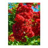 Serada Decor Plant Videolu Kırmızı Renkli Oya Çiçeği Fidanı (30 80 Cm)1 Adet Dış Mekan Ağaç Lagerstroemia Indica