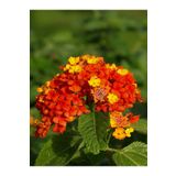 Serada Decor Plant Videolu Kırmızı Sarı Bodur Ağaç Minesi (30 50 Cm)1 Adet Saksılı Çiçekli Bodur Bitki Lantana Camara