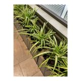 Serada Decor Plant Videolu Kurdela Çiçeği (20 40 Cm)1 Adet Saksılı Bahçe Salon Bitkisi Chlorophytum