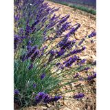 Serada Decor Plant Videolu Lavanta Angustifolia Mor Renkli (10 25 Cm) 20 Adet Tüplü Lavanta Fidesi Lavender Seedling