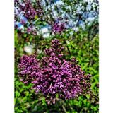 Serada Decor Plant Videolu Leylak Ağacı Fidanı Mor Renkli (80 90 Cm) 1 Adet Tüplü Dış Mekan Bitkisi Syringa