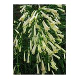 Serada Decor Plant Videolu Mis Kokulu 1 Adet Beyaz Mercan Çiçeği Saksılı 55-120CM (Coral Flower)