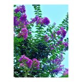 serada decor plant Videolu Mor Oya Ağacı Fidanı (70 100 CM)1 Adet Tüplü Bahçe Dış Mekan Bitkisi Chaenomeles
