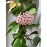 Serada Decor Plant Videolu Mum Çiçeği Fidanı Kokulu Pembe Renk (30 40 Cm) 1 Adet Saksılı Dış Mekan Bitkisi Hoya Carnosa