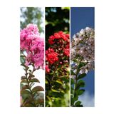 serada decor plant Videolu Oya Ağacı Fidanı Seti Kırmızı Beyaz Pembe (45 50 CM)3 Adet Saksılı Lagerstromia Indica