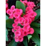 Serada Decor Plant Videolu Pembe Milli Dikenler Tacı 1 Adet Saksılı 20-40CM Salon Bitkisi ( Euophorbia)