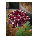 Serada Decor Plant Videolu Sihirbaz Gül Rengarenk Kokulu Bahçe Güzeli (30 60 Cm)1 Adet Saksılı Aşılı Gül Wizard Rose