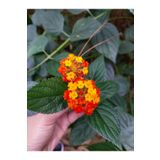 Serada Decor Plant Videolu Turuncu Bodur Ağaç Minesi (20 50 Cm)1 Adet Saksılı Çiçekli Bodur Bitki Lantana Camara L.