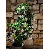 Serada Decor Plant Videolu Yasemin Beyaz Çiçekli Kokulu Şarmaşık (90-120 Cm) 1 Adet Dış Mekan Bitkisi Star Jasmine