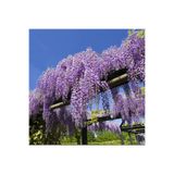 Serada Decor & Plant Wisteria Sinensis Çin Morsalkım Mor Salkım Fidanı, 40-50 cm Tüplü