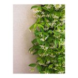 Serada Decor & Plant Yasemin Beyaz Çiçekli Kokulu Sarmaşık, 90-120 cm, Çok Renkli, 1 Adet Dış Mekan Bitkisi