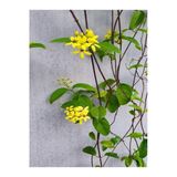 Serada Decor & Plant Yasemin Çiçekli Kokulu Sarı Renkli, 50-80 cm, 1 Adet Dış Mekan Bitkisi Jasminum Fruticans