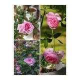Serada Decor & Plant Yediveren Aşılı Kokulu Eflatun Gül Fidanı, 30-80 cm, Saksılı, Lilac Rose