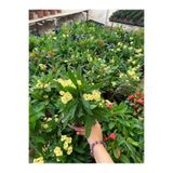 serada decor & plant Yellow Euphorbia milii Sarı Renk Dikenler Tacı Çiçeği Saksılı 20-30cm
