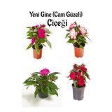 serada decor & plant Yeni Gine Cam Güzeli Çiçeği, Fuşya Ebruli Pembe Kırmızı, 4 Adet, 10-15 cm, Balkon Bitkisi