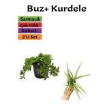 Serada Decor & Plant Yer Örtücü Buz Çiçeği + Kurdela Çiçeği, 5-15 cm, Saksılı, Çok Renkli, 2'li Set
