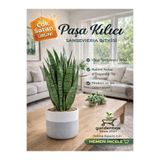 serada decor & plant Yeşil Kılıç Çiçeği, 40-60 cm, İç Mekan Bitkisi, Hava Temizleyen