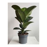 Serada Decor & Plant Yeşil Parlak Yapraklı Kauçuk Çiçeği, Ficus Elastica, 1 Adet Saksılı, 20-45cm