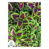 serada decor & plant Yeşil Yaprak Güzeli Çiçeği, 1 Adet Saksılı Kolyos (Coleus)
